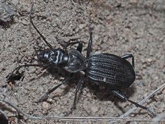 Gonogenia rugosopunctata