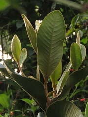 Ocotea caesariata