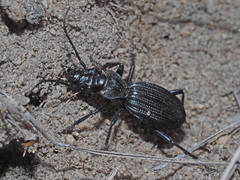Gonogenia rugosopunctata