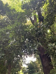 Tilia japonica