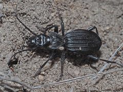 Gonogenia rugosopunctata