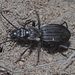 Gonogenia tabida - Photo (c) Felix Riegel, algunos derechos reservados (CC BY-NC), subido por Felix Riegel