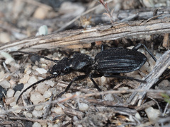 Gonogenia rugosopunctata