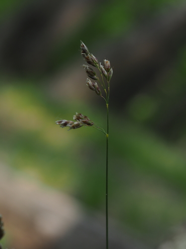 Anthoxanthum australe (Anthoxanthum australe)
