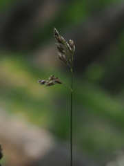 Anthoxanthum australe