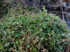 Stellaria parviflora