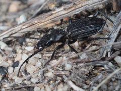Gonogenia rugosopunctata