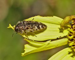 Acmaeodera hepburnii