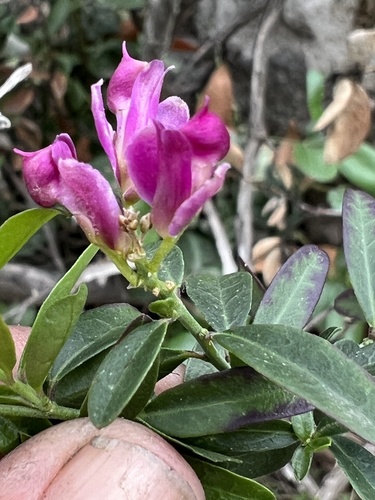 Rhinotropis cornuta (Kellogg) J.R.Abbott