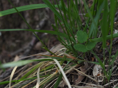 Anthoxanthum australe