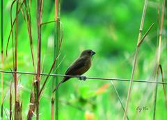 Sporophila