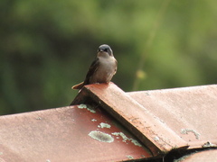 Orochelidon murina