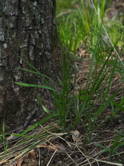 Anthoxanthum australe