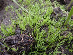 Psilocarphus elatior