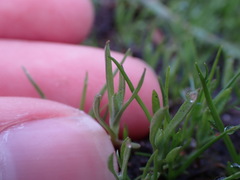 Psilocarphus elatior