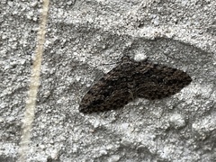 Aponotoreas