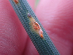 Puccinia allii