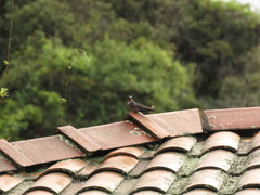 Orochelidon murina