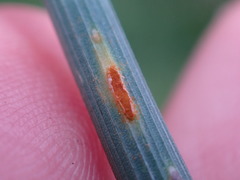 Puccinia allii