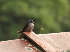 Orochelidon murina