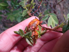 Phragmidium rosae-multiflorae
