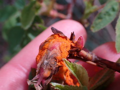 Phragmidium rosae-multiflorae