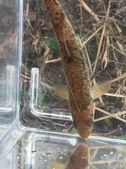 Campostoma oligolepis