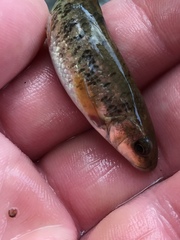 Campostoma oligolepis