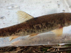 Campostoma oligolepis