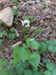 Alliaria petiolata