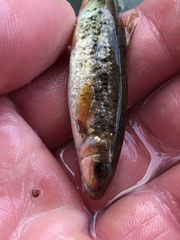 Campostoma oligolepis