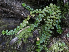 Epilobium pedunculare