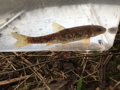 Campostoma oligolepis