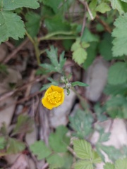 Ranunculus repens