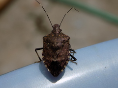 Halyomorpha picus