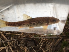 Campostoma oligolepis