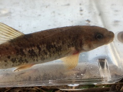 Campostoma oligolepis