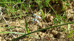 Lachenalia hirta hirta