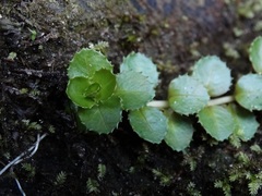 Epilobium pedunculare