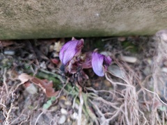 Lathraea clandestina