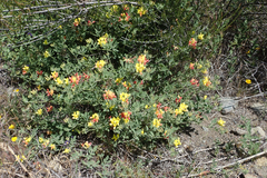 Acmispon grandiflorus