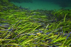 Posidonia australis