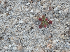 Centrostegia thurberi