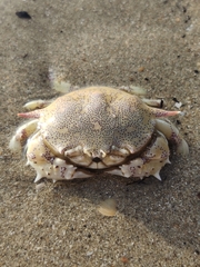 Matuta victor