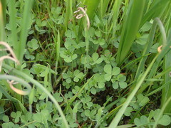 Trifolium dubium