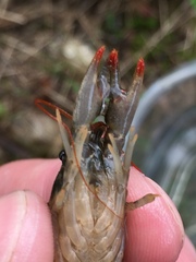 Cambarus hiwasseensis