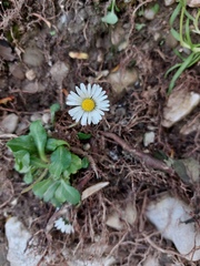 Bellis perennis
