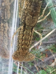 Cambarus hiwasseensis