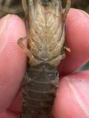 Cambarus hiwasseensis