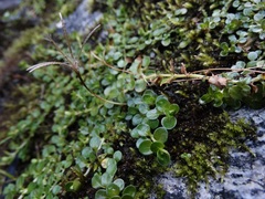 Epilobium brunnescens
